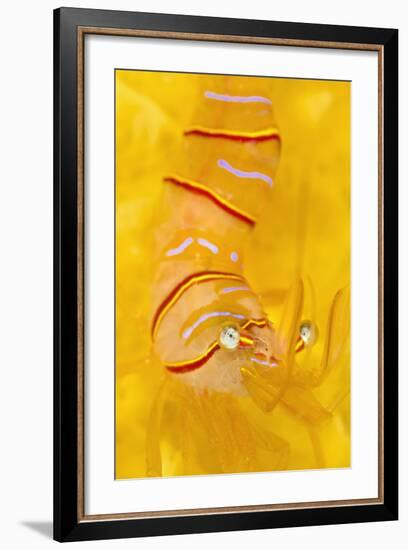 Candy Stripe Shrimp (Lebbeus Grandimanus) On A Yellow Sponge-Alex Mustard-Framed Photographic Print