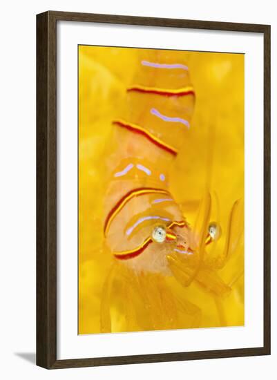 Candy Stripe Shrimp (Lebbeus Grandimanus) On A Yellow Sponge-Alex Mustard-Framed Photographic Print