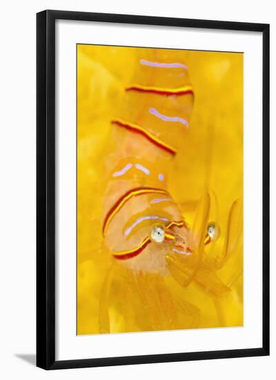 Candy Stripe Shrimp (Lebbeus Grandimanus) On A Yellow Sponge-Alex Mustard-Framed Photographic Print