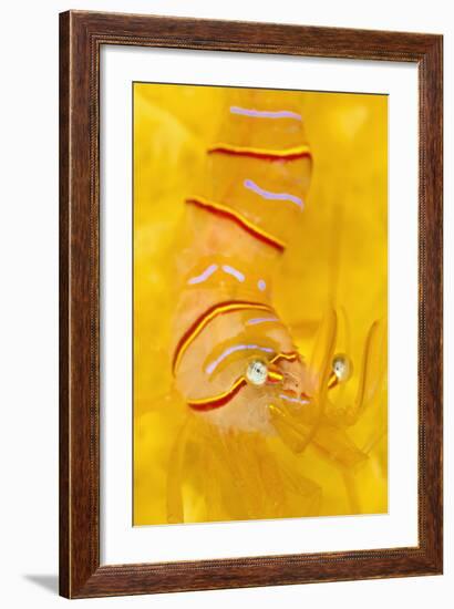 Candy Stripe Shrimp (Lebbeus Grandimanus) On A Yellow Sponge-Alex Mustard-Framed Photographic Print