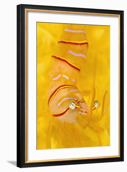 Candy Stripe Shrimp (Lebbeus Grandimanus) On A Yellow Sponge-Alex Mustard-Framed Photographic Print