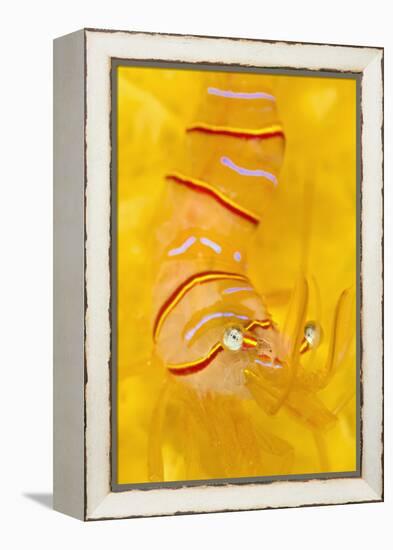 Candy Stripe Shrimp (Lebbeus Grandimanus) On A Yellow Sponge-Alex Mustard-Framed Premier Image Canvas