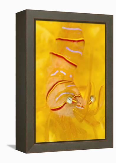 Candy Stripe Shrimp (Lebbeus Grandimanus) On A Yellow Sponge-Alex Mustard-Framed Premier Image Canvas