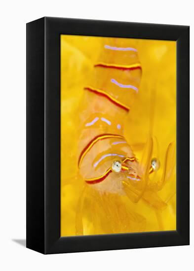 Candy Stripe Shrimp (Lebbeus Grandimanus) On A Yellow Sponge-Alex Mustard-Framed Premier Image Canvas