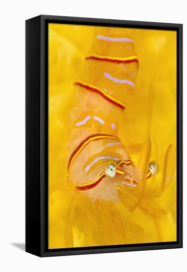 Candy Stripe Shrimp (Lebbeus Grandimanus) On A Yellow Sponge-Alex Mustard-Framed Premier Image Canvas