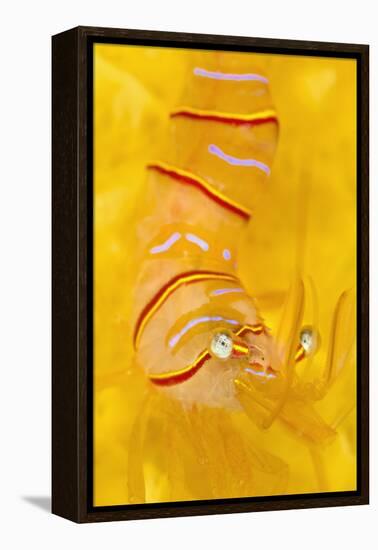 Candy Stripe Shrimp (Lebbeus Grandimanus) On A Yellow Sponge-Alex Mustard-Framed Premier Image Canvas