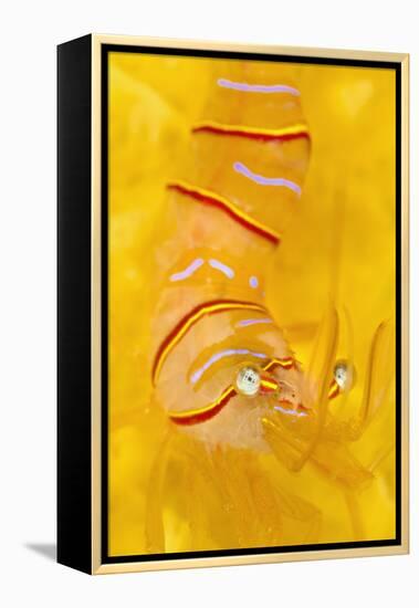 Candy Stripe Shrimp (Lebbeus Grandimanus) On A Yellow Sponge-Alex Mustard-Framed Premier Image Canvas