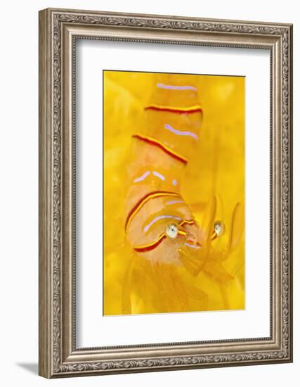 Candy Stripe Shrimp (Lebbeus Grandimanus) On A Yellow Sponge-Alex Mustard-Framed Photographic Print
