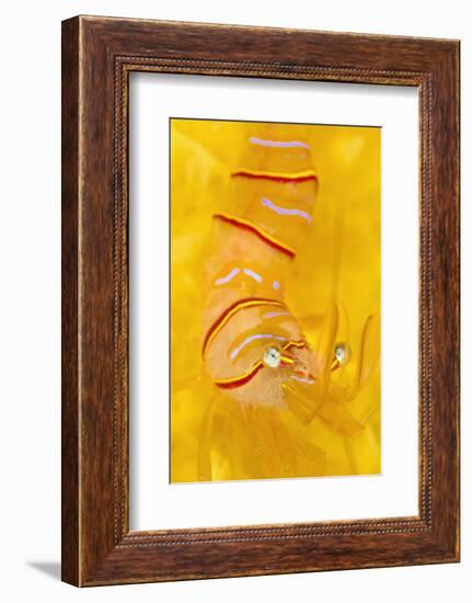 Candy Stripe Shrimp (Lebbeus Grandimanus) On A Yellow Sponge-Alex Mustard-Framed Photographic Print