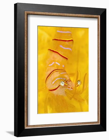 Candy Stripe Shrimp (Lebbeus Grandimanus) On A Yellow Sponge-Alex Mustard-Framed Photographic Print