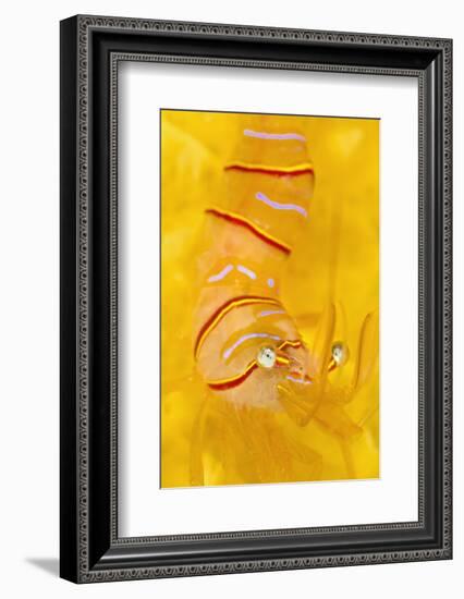 Candy Stripe Shrimp (Lebbeus Grandimanus) On A Yellow Sponge-Alex Mustard-Framed Photographic Print