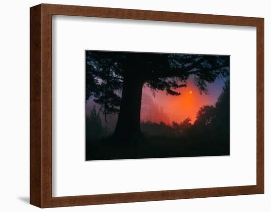 Candy Sunrise and Mist,  Through the Trees, Oakland California-Vincent James-Framed Photographic Print