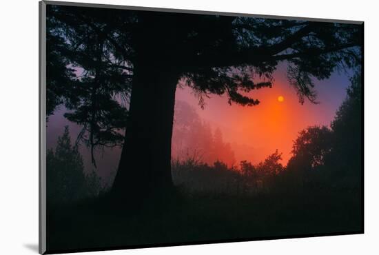 Candy Sunrise and Mist,  Through the Trees, Oakland California-Vincent James-Mounted Photographic Print