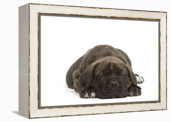 Cane Corso (Italian Guard Dog) Lying-null-Framed Premier Image Canvas