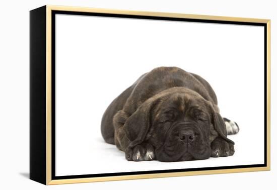 Cane Corso (Italian Guard Dog) Lying-null-Framed Premier Image Canvas