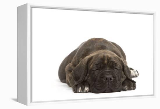 Cane Corso (Italian Guard Dog) Lying-null-Framed Premier Image Canvas
