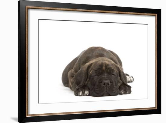 Cane Corso (Italian Guard Dog) Lying-null-Framed Photographic Print