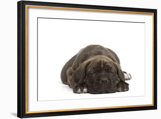 Cane Corso (Italian Guard Dog) Lying-null-Framed Photographic Print