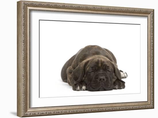 Cane Corso (Italian Guard Dog) Lying-null-Framed Photographic Print