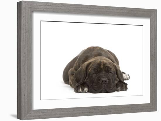 Cane Corso (Italian Guard Dog) Lying-null-Framed Photographic Print