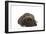 Cane Corso (Italian Guard Dog) Lying-null-Framed Photographic Print