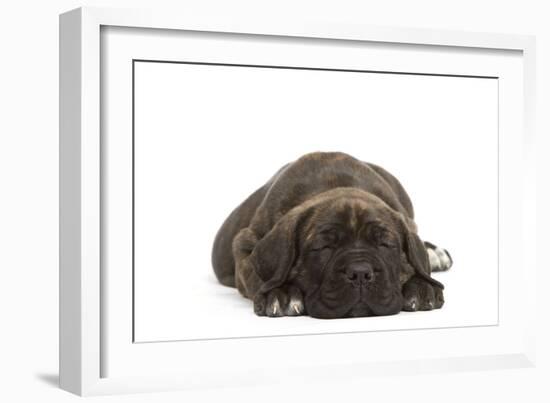 Cane Corso (Italian Guard Dog) Lying-null-Framed Photographic Print