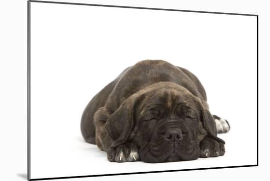 Cane Corso (Italian Guard Dog) Lying-null-Mounted Photographic Print