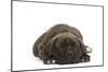 Cane Corso (Italian Guard Dog) Lying-null-Mounted Photographic Print