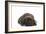 Cane Corso (Italian Guard Dog) Lying-null-Framed Photographic Print