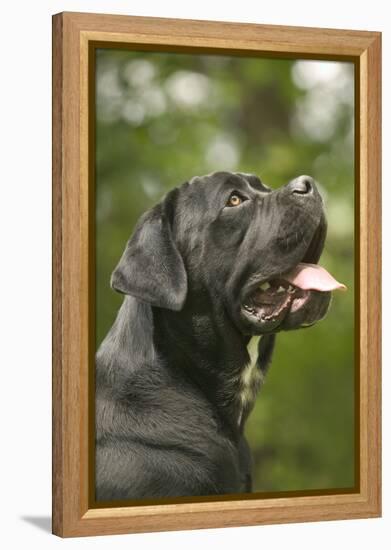 Cane Corso, Italian Mastiff Side View of Head-null-Framed Premier Image Canvas