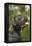 Cane Corso, Italian Mastiff Side View of Head-null-Framed Premier Image Canvas