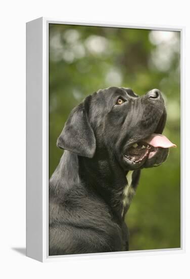 Cane Corso, Italian Mastiff Side View of Head-null-Framed Premier Image Canvas