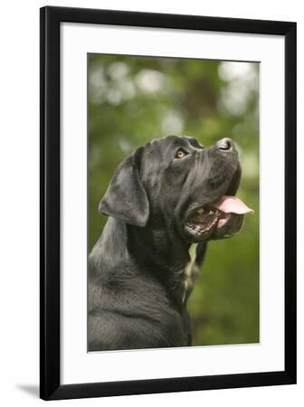 Cane Corso Italian Mastiff Side View Of Head Photographic Print By Artcom