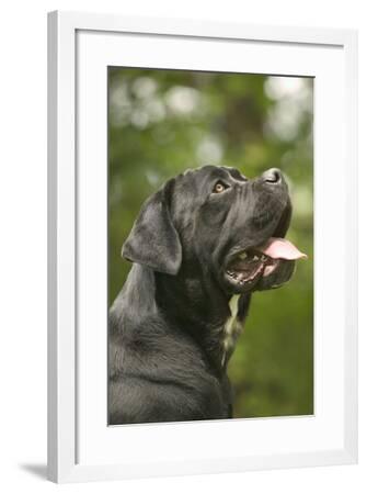 Cane Corso Italian Mastiff Side View Of Head Photographic Print By Artcom