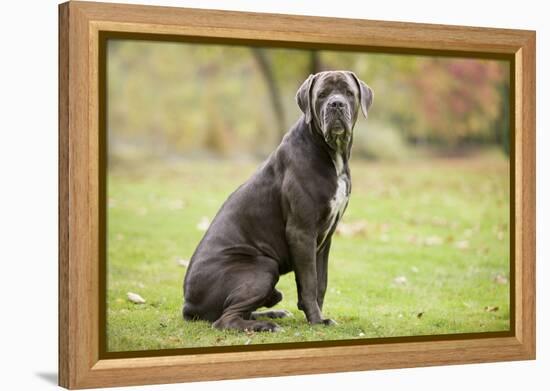 Cane Corso, Italian Mastiff-null-Framed Premier Image Canvas