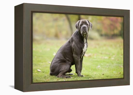 Cane Corso, Italian Mastiff-null-Framed Premier Image Canvas