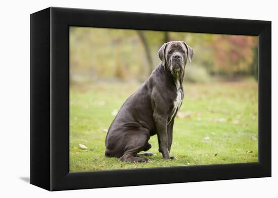 Cane Corso, Italian Mastiff-null-Framed Premier Image Canvas