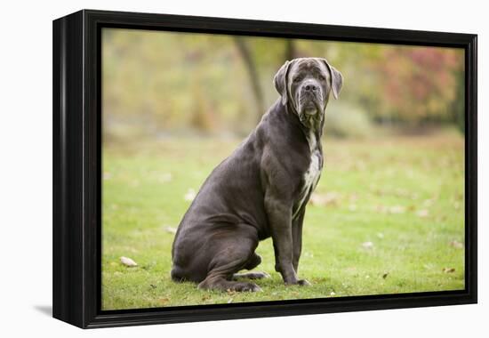 Cane Corso, Italian Mastiff-null-Framed Premier Image Canvas