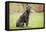 Cane Corso, Italian Mastiff-null-Framed Premier Image Canvas