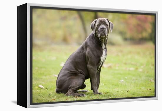 Cane Corso, Italian Mastiff-null-Framed Premier Image Canvas