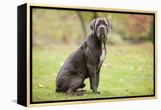 Cane Corso, Italian Mastiff-null-Framed Premier Image Canvas