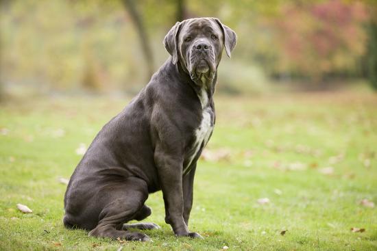 Cane Corso Italian Mastiff Photographic Print By Artcom