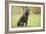 Cane Corso, Italian Mastiff-null-Framed Photographic Print