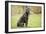 Cane Corso, Italian Mastiff-null-Framed Photographic Print