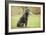 Cane Corso, Italian Mastiff-null-Framed Photographic Print