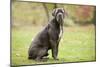 Cane Corso, Italian Mastiff-null-Mounted Photographic Print