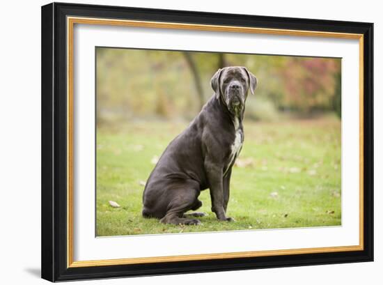 Cane Corso, Italian Mastiff-null-Framed Photographic Print