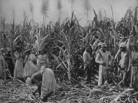 Cane-Cutters in Jamaica', 1891' Photographic Print - Unknown | Art.com