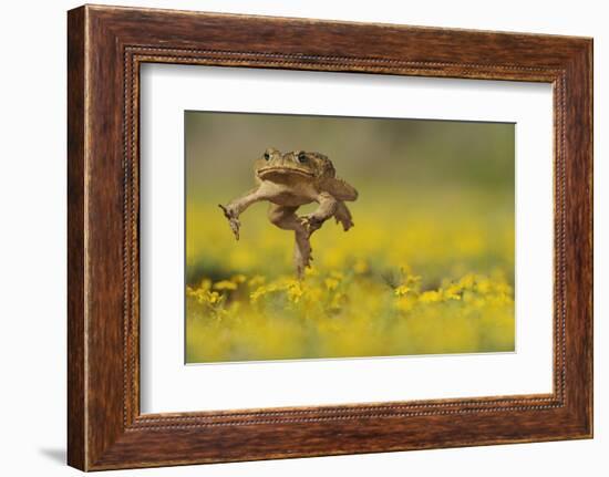 Cane Toad - Marine Toad - Giant Toad (Bufo Marinus) Adult Jumping-Rolf Nussbaumer-Framed Photographic Print