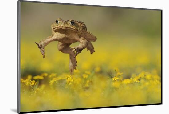 Cane Toad - Marine Toad - Giant Toad (Bufo Marinus) Adult Jumping-Rolf Nussbaumer-Mounted Photographic Print